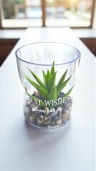 Dekoratif Silindir Saksılı Sukulent