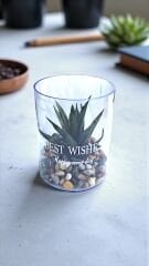 Dekoratif Silindir Saksılı Sukulent